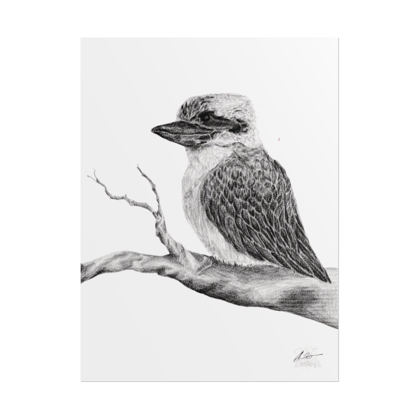Elegant Kookaburra Rolled Poster - Nature Wildlife Art Print