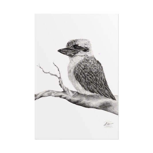 Elegant Kookaburra Rolled Poster - Nature Wildlife Art Print